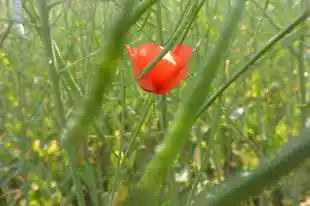 Rastlinná výroba